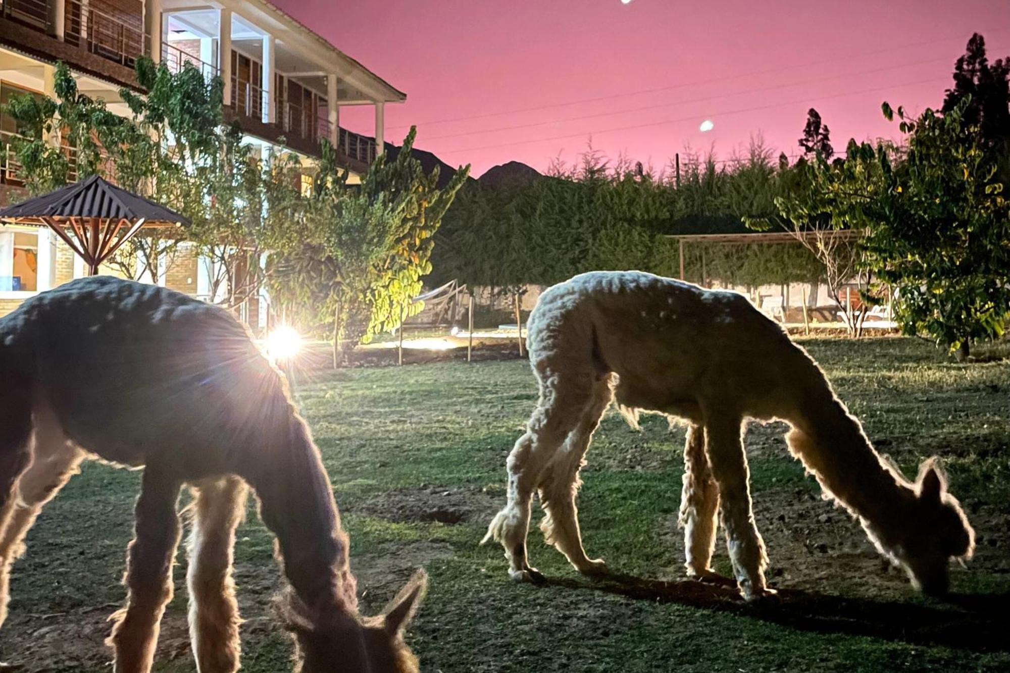 Runaway Eco Hotel Carhuaz Exteriör bild